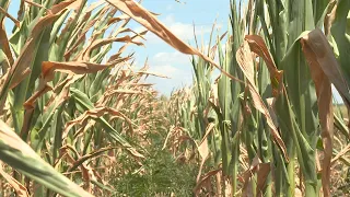 Segítséget kapnak a károsult gazdák: több milliárd forint érkezik az agráriumba
