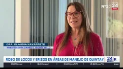 Robo de locos y erizos en áreas de manejo de Quintay