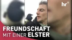 Vom Nest gefallen: Elster Piepmatz wurde gerettet