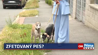 Zfetovaní psi už nejsou výjimkou. Veterináři řeší otravy drogami stále častěji