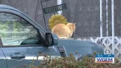 Residents debate neighbor over cat takeover