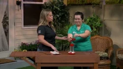Extension Solutions | Hummingbird Feeders
