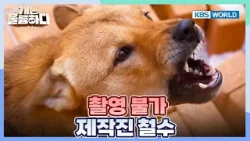 Overly Aggressive Jindo Bori? [Dogs Are Incredible:Ep.11-1] | KBS WORLD TV 260127