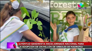 Histórica jornada ecológica: 1 millón de madroños en Nicaragua 🌳🇳🇮