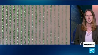 El Niño weather phenomenon set to deliver massive blow to global economy • FRANCE 24 English
