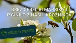 Zeleni petek | Brez čebel bi marsikaj izginilo z naših krožnikov Zeleni petek | Brez čebel bi marsikaj izginilo z naših krožnikov