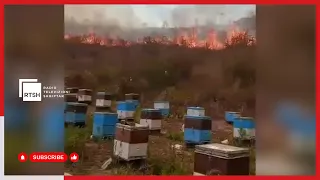 Zjarri del jashtë kontrollit në Finiq, ndërhyrje nga ajri për të shuar flakët