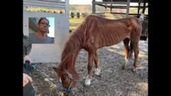 WARNING, GRAPHIC: Volusia woman charged with animal cruelty, accused of starving, neglecting horses