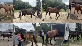 38 horses seized from Milford property