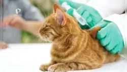 ¡Cuidado con tu gato! Estos son los virus más comunes que pueden afectar su salud ¡Cuidado con tu gato! Estos son los virus más comunes que pueden afectar su salud