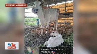 Kauna-unahang baka na nabuo mula sa artificial insemination, isinilang sa Angeles City