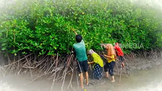 Mencari Buah Bakau | JEJAK SI GUNDUL (13/08/26) P3