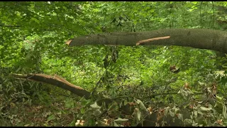 Sécheresse : attention aux chutes de branches en forêt