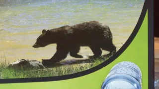 1 year since deadly Franklin County bear attack | What to know