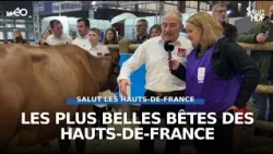 Salon de l'Agriculture : les plus belles bêtes des Hauts-de-France