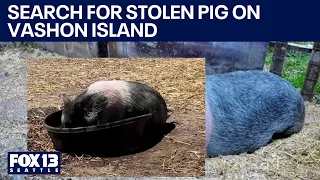 Vashon Island family searching for stolen pet pig | FOX 13 Seattle