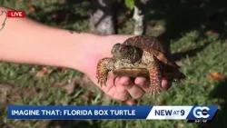 Thinking outside of the box (turtles) with IMAG