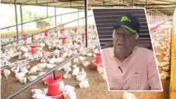 Dominican Republic produces 420 million eggs per month and exports 40 million to Haiti