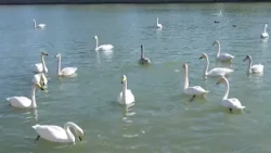 🦢Город Корла в Синьцзяне стал зимним пристанищем для тысяч лебедей