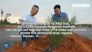 Cina  palme da dattero donate dagli EAU danno primi frutti in basi sperimentali