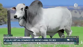 Nelore Delecave offering bulls this Sunday on Canal do Boi