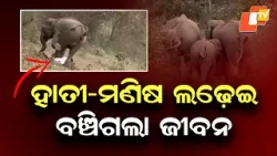 Young Man Survives Life-Threatening Elephant Attack in Dhenkanal