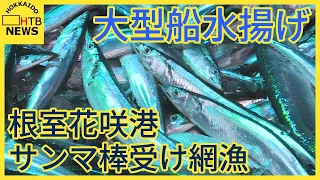 サンマ棒受け網漁　大型船1隻が根室・花咲港で水揚げ　大きめの魚体も