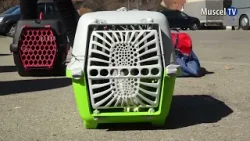 jurnal MUSCEL TV 13 03 2026 PESTE 60 DE ANIMALE AU FOST ASTĂZI CASTRATE LA CÂMPULUNG jurnal MUSCEL TV 13 03 2026 PESTE 60 DE ANIMALE AU FOST ASTĂZI CASTRATE LA CÂMPULUNG