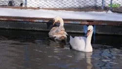 Кто заботится о спасённых лебедях в самарском парке имени 50‑летия Октября