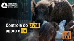 É LEI | Controle do javali-europeu é autorizado em Minas Gerais