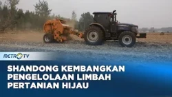 Petani China Ubah Limbah Jagung Jadi Pakan Ternak dan Energi Bersih