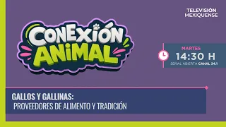 Animal Connection 08/11/2026