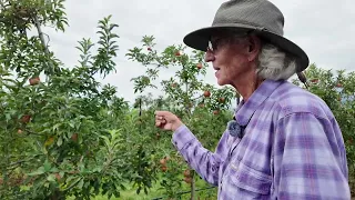 Apple picking 'spotty' after late-spring freeze