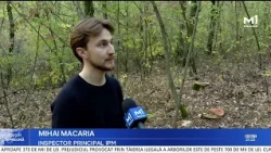 Almost 400 trees illegally logged in Vadul lui Voda