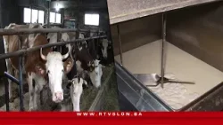 Mljekari iz Kalesije i Živinica ostali bez otkupa: “Nemamo kome prodati mlijeko” - 13.2.2026.
