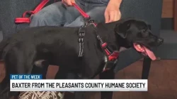 Meet Baxter! WTAP’s Pet of the Week!