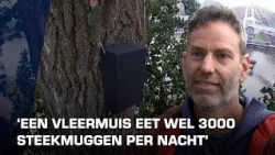 Vleermuizen bij Gerrit Krolbrug hebben nieuwe huisjes gekregen