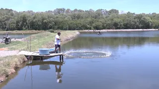 Agro Facts - Shrimp Harvest