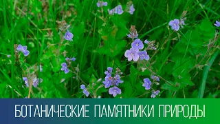 Botanical Natural Monuments | Ecology and Us