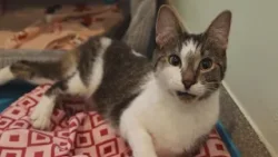 Питомец недели по версии PAWS Chicago: Чарльз.