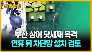 부산에서 닷새째 목격된 상어…"연휴 뒤 차단망 설치 검토" [세상만사] #부산 #상어 #차단망설치검토 #국립수산과학원