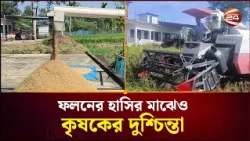 মৌলভীবাজারে আমন ধান কাটার ধুম, ভালো ফলনের আশায় কৃষক | Moulvibazar | Aman Rice