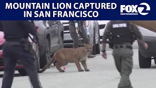 Mountain Lion captured in Outer Sunset