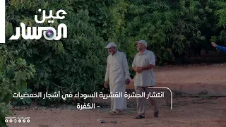انتشار الحشرة القشرية السوداء في أشجار الحمضيات -  الكفرة