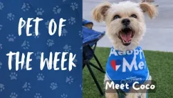 Питомец недели: знакомьтесь, Коко!