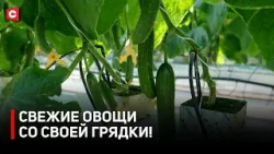 Свои огурцы даже в морозы! | Как аграрии побеждают зиму в теплицах?