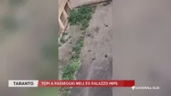 20 MARZO 2026 - TARANTO - TOPI A PASSEGGIO NELL'EX PALAZZO INPS