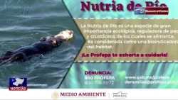 PROFEPA exhorta a la ciudadanía a proteger la vida silvestre