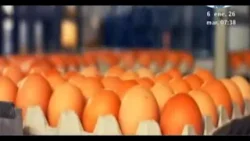 Sector avícola produce más de 32 millones de cajillas de huevo en 2025
