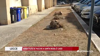 15 SETTEMBRE 2026   LECCE   ABBATTUTE 14 YUCCHE A SANTA ROSA, È CASO